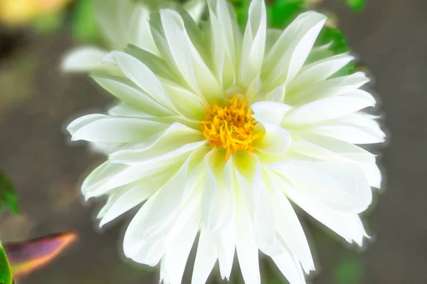 Nahaufnahme Von Schönen Weißen Und Gelben Blumen Garten — Stockfoto