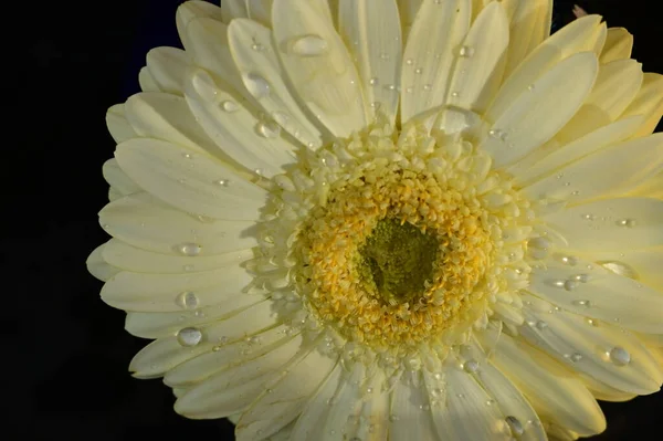 Bellissimo Fiore Gerbera Sfondo Nero — Foto Stock