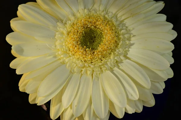 Krásný Gerbera Květina Černém Pozadí — Stock fotografie