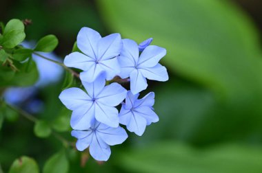 closeup view of beautiful blue flowers in the garden