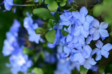closeup view of beautiful blue flowers in the garden