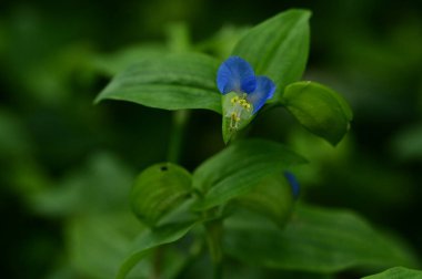 closeup view of beautiful blue flowers in the garden