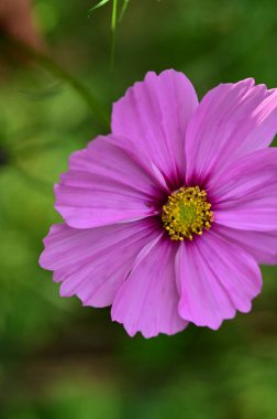 Bahçedeki güzel pembe çiçeklerin yakın görüntüsü