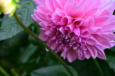 Bahçedeki güzel pembe çiçeklerin yakın görüntüsü