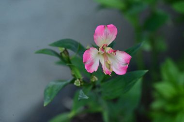 Bahçedeki güzel pembe çiçeklerin yakın görüntüsü