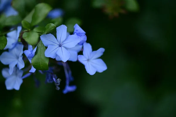 Closeup View Beautiful Blue Flowers Garden — 图库照片