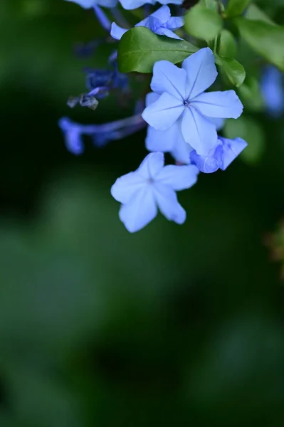 Closeup View Beautiful Blue Flowers Garden — Fotografia de Stock