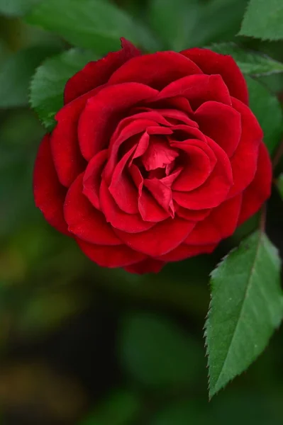 Zbliżenie Strzał Piękne Czerwone Róże Ogrodzie — Zdjęcie stockowe