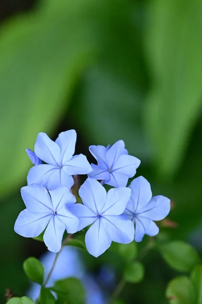 Closeup View Beautiful Blue Flowers Garden — Stock Fotó