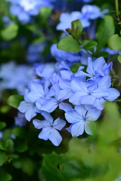 Closeup View Beautiful Blue Flowers Garden — Stock Photo, Image