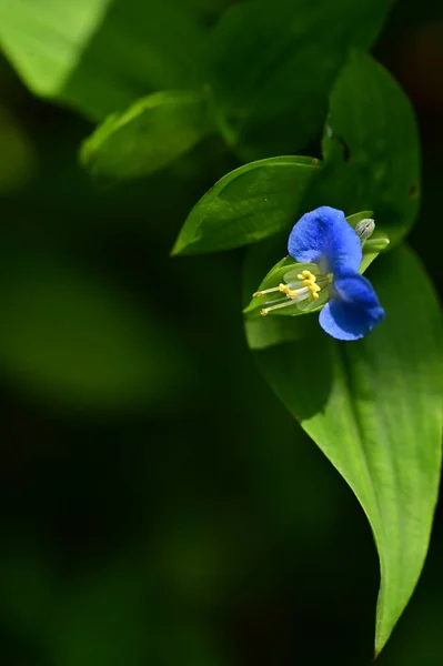 Closeup View Beautiful Blue Flowers Garden — ストック写真