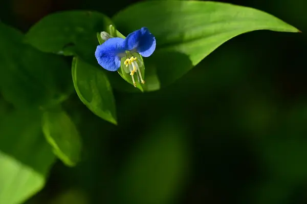 Closeup View Beautiful Blue Flowers Garden — 스톡 사진