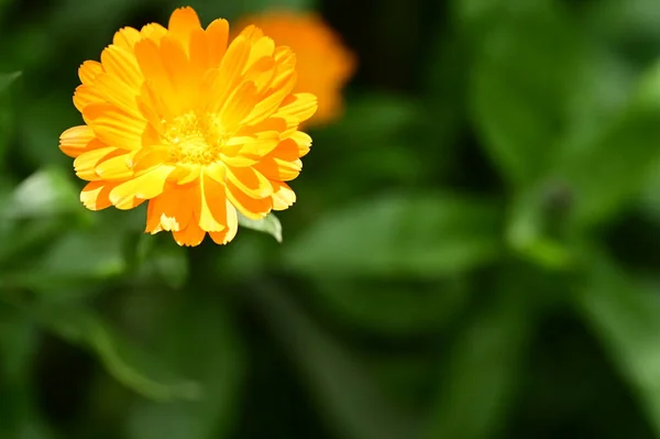 Vue Rapprochée Belles Fleurs Oranges Dans Jardin — Photo