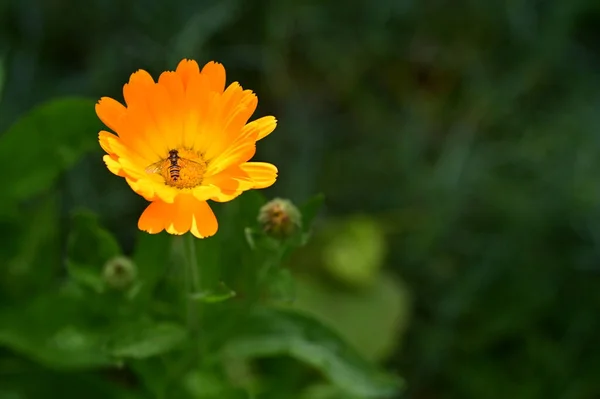 在花园里蜜蜂坐在美丽的橙花上的近景 — 图库照片