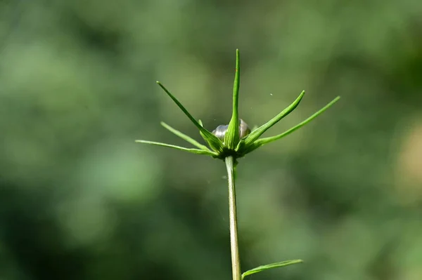 Vackra Olösta Blommor Trädgården Närbild — Stockfoto