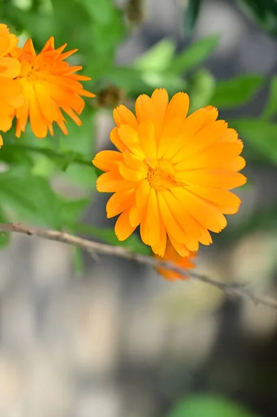Bahçedeki Güzel Turuncu Çiçekleri Kapat — Stok fotoğraf