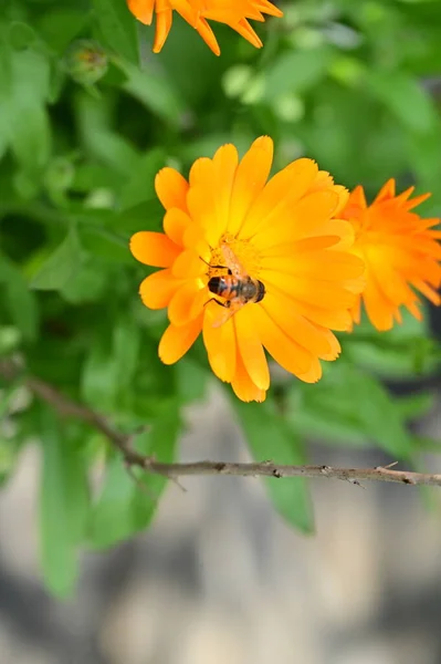 Vue Rapprochée Abeille Assise Sur Belles Fleurs Orange Dans Jardin — Photo