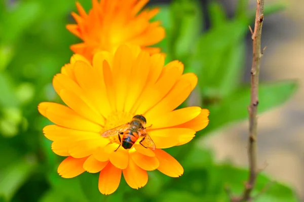 庭の美しいオレンジの花に蜂が座っている様子を間近で見ることができます — ストック写真