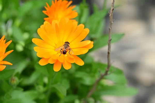 Nahaufnahme Der Biene Auf Wunderschönen Orangefarbenen Blumen Garten — Stockfoto