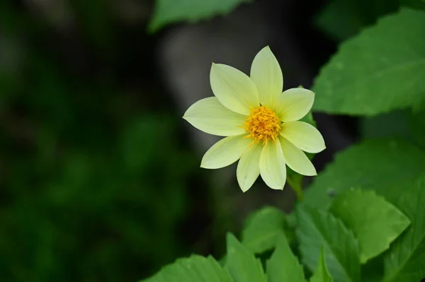 Belles Fleurs Jaunes Vue Rapprochée Concept Été — Photo