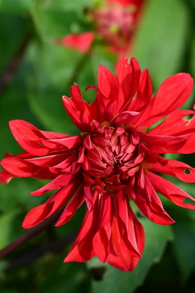 Vista Cerca Hermosas Flores Rojas Jardín —  Fotos de Stock