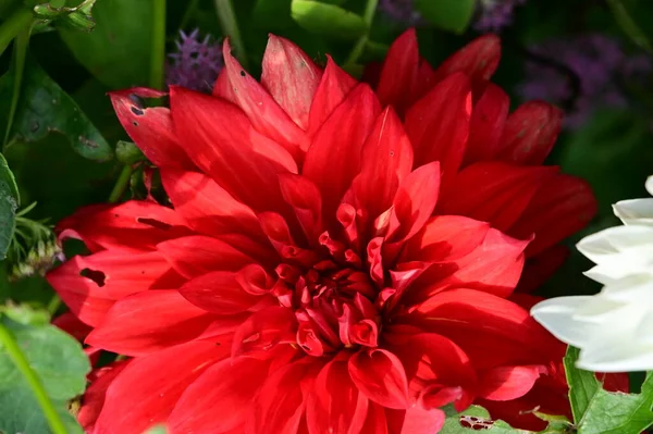 Vedere Aproape Flori Roșii Frumoase Grădină — Fotografie, imagine de stoc
