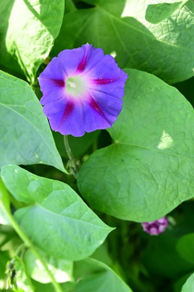 庭の美しい紫色の花を間近に見ることができ — ストック写真