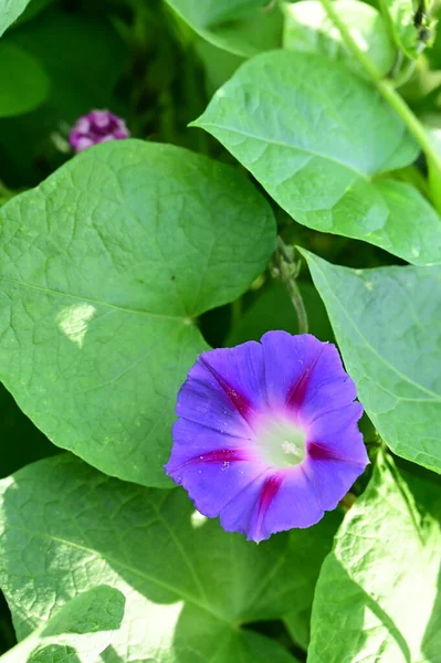 鸟瞰花园中美丽的紫色花朵 — 图库照片