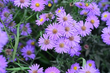 Bahçedeki güzel mor çiçeklerin yakın görüntüsü
