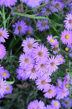 Bahçedeki güzel mor çiçeklerin yakın görüntüsü