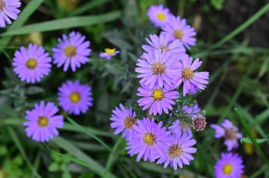 Bahçedeki güzel mor çiçeklerin yakın görüntüsü