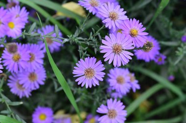 Bahçedeki güzel mor çiçeklerin yakın görüntüsü