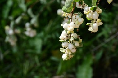 Güzel beyaz kar çilekleri, bahçedeki çalılara yakın.