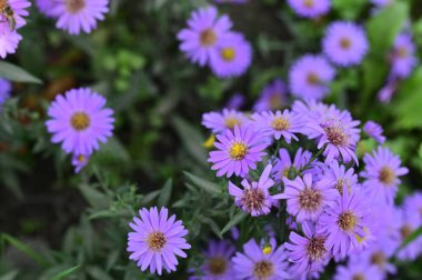 Bahçedeki güzel mor çiçeklerin yakın görüntüsü