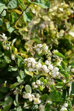 Güzel beyaz kar çilekleri, bahçedeki çalılara yakın.