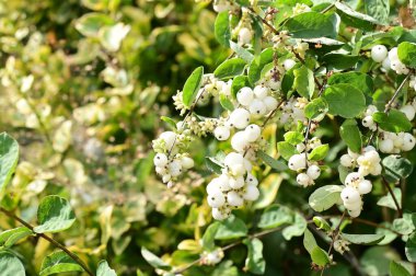 Güzel beyaz kar çilekleri, bahçedeki çalılara yakın.