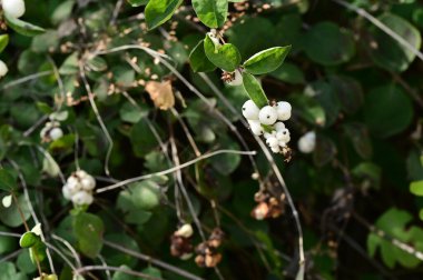 Güzel beyaz kar çilekleri, bahçedeki çalılara yakın.