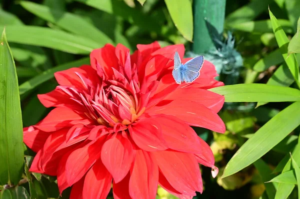 Vista Perto Pequena Borboleta Sentado Bela Flor Vermelha Jardim — Fotografia de Stock