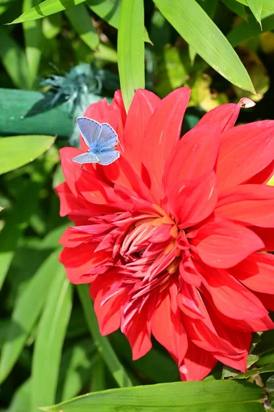 Vue Rapprochée Petit Papillon Assis Sur Une Belle Fleur Rouge — Photo