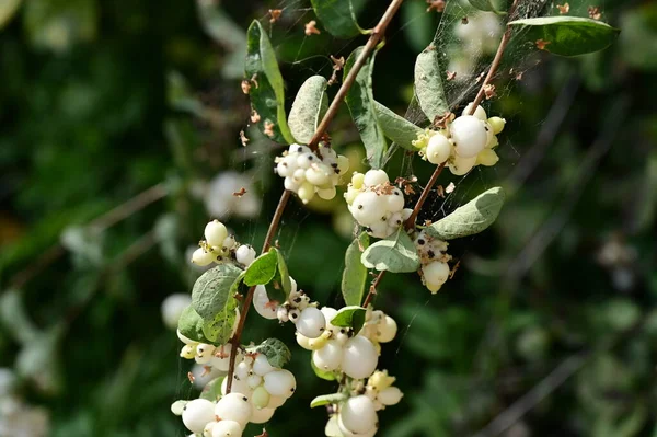 Beautiful White Snowberries Close Bush Garden — Stock Photo, Image