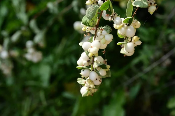 Beautiful White Snowberries Close Bush Garden — Stock Photo, Image