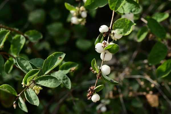 Beautiful White Snowberries Close Bush Garden — Stock Photo, Image