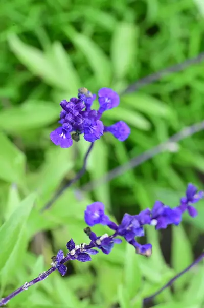 庭の美しい紫色の花を間近に見ることができ — ストック写真