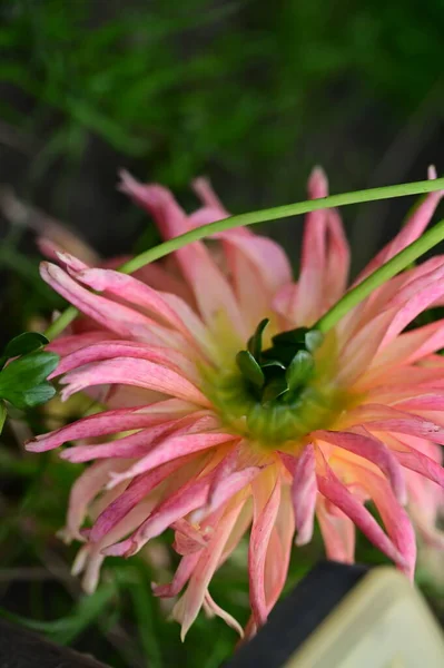 Close View Beautiful Pink Flowers Garden — Stockfoto