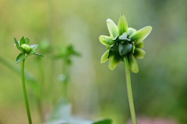 Bahçede çözünmemiş güzel çiçekler, yakın çekim manzarası.