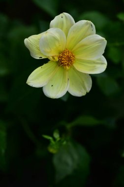 Bahçedeki güzel beyaz ve sarı çiçekleri kapat.