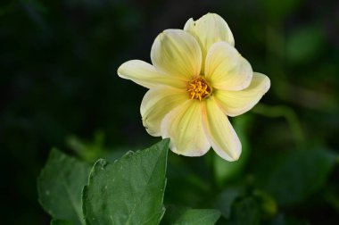 Bahçedeki güzel beyaz ve sarı çiçekleri kapat.