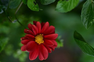 Bahçedeki güzel kırmızı çiçekleri kapat.