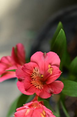 Bahçedeki güzel pembe çiçeklerin yakın görüntüsü