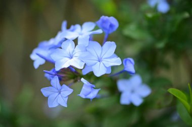 closeup view of beautiful blue flowers in the garden
